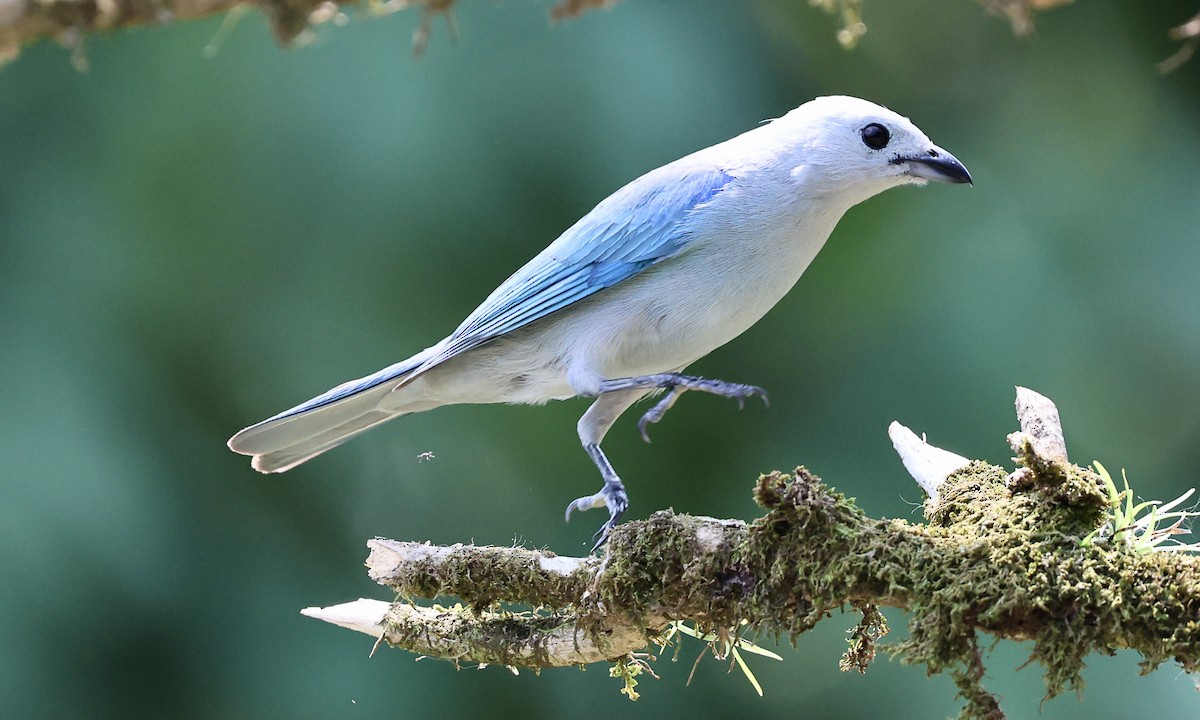 Blue-gray Tanager - ML623237723