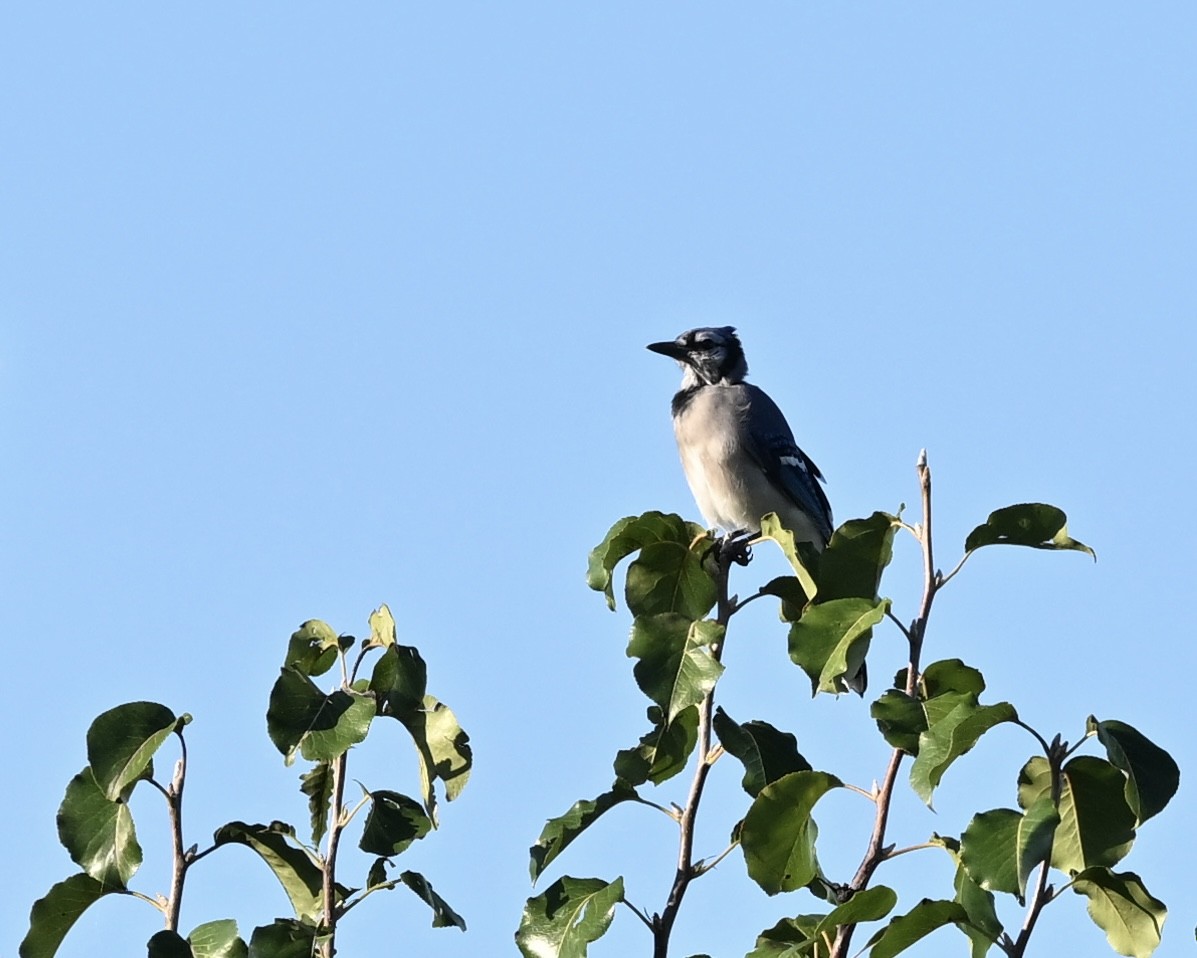 Blue Jay - ML623237726