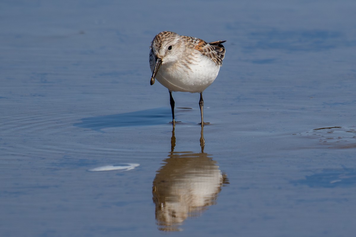 Western Sandpiper - Robin Corcoran