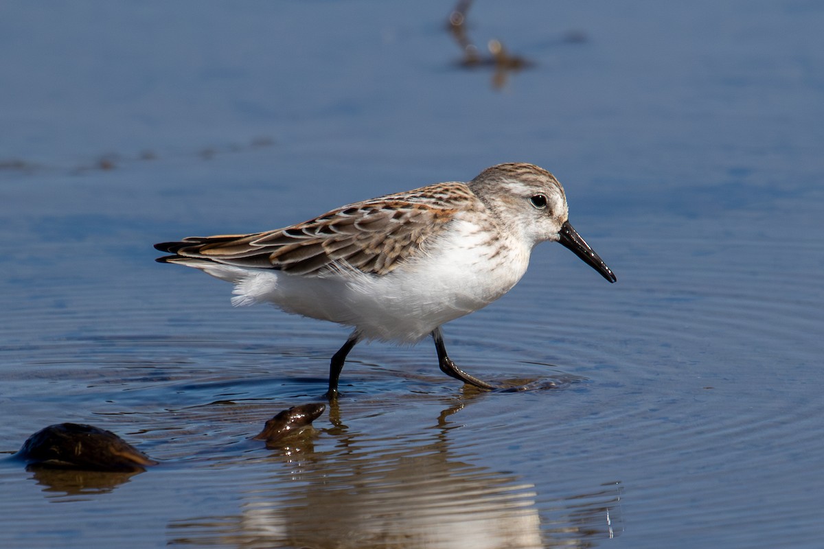 Western Sandpiper - ML623237732