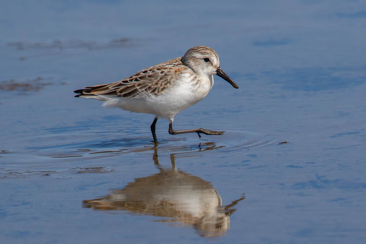 Western Sandpiper - ML623237733