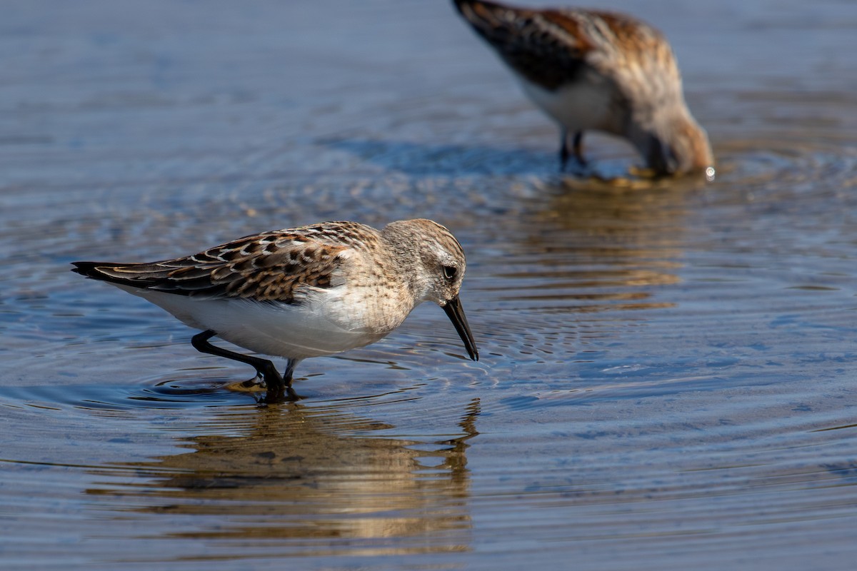 Western Sandpiper - ML623237734