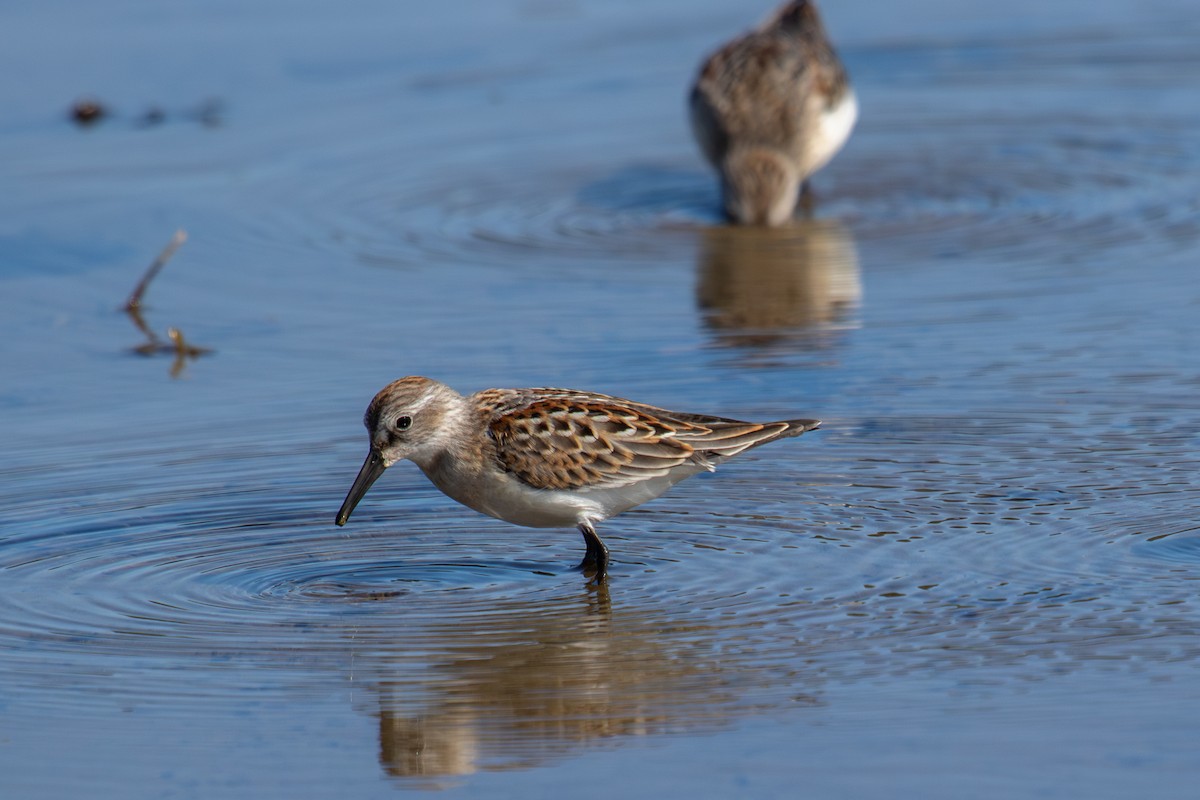 Western Sandpiper - Robin Corcoran