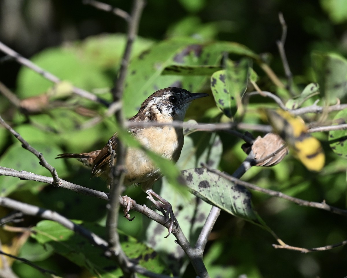 Carolina Wren - ML623237737