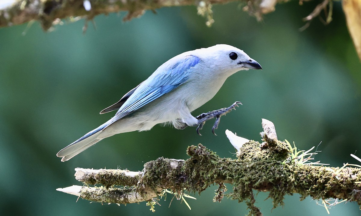 Blue-gray Tanager - ML623237744