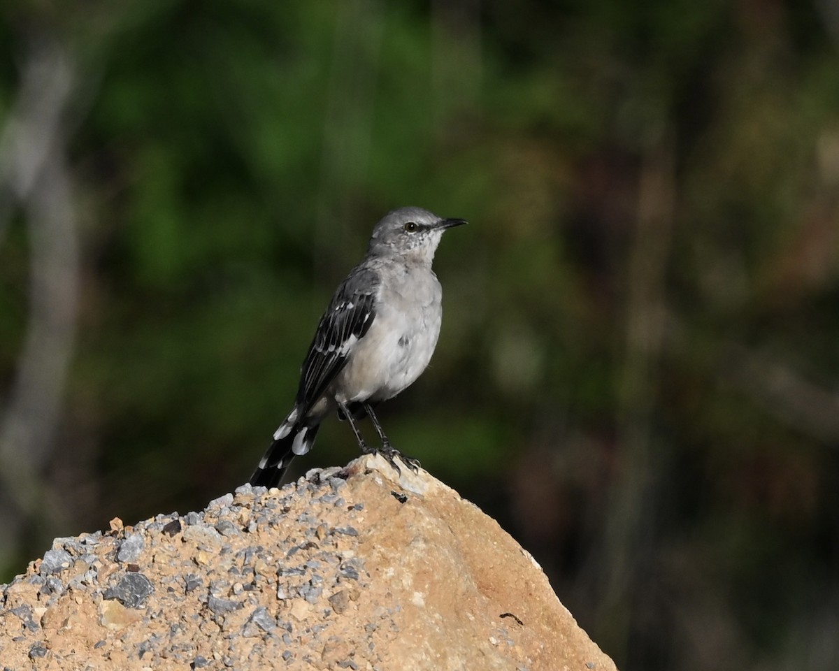 Northern Mockingbird - ML623237745