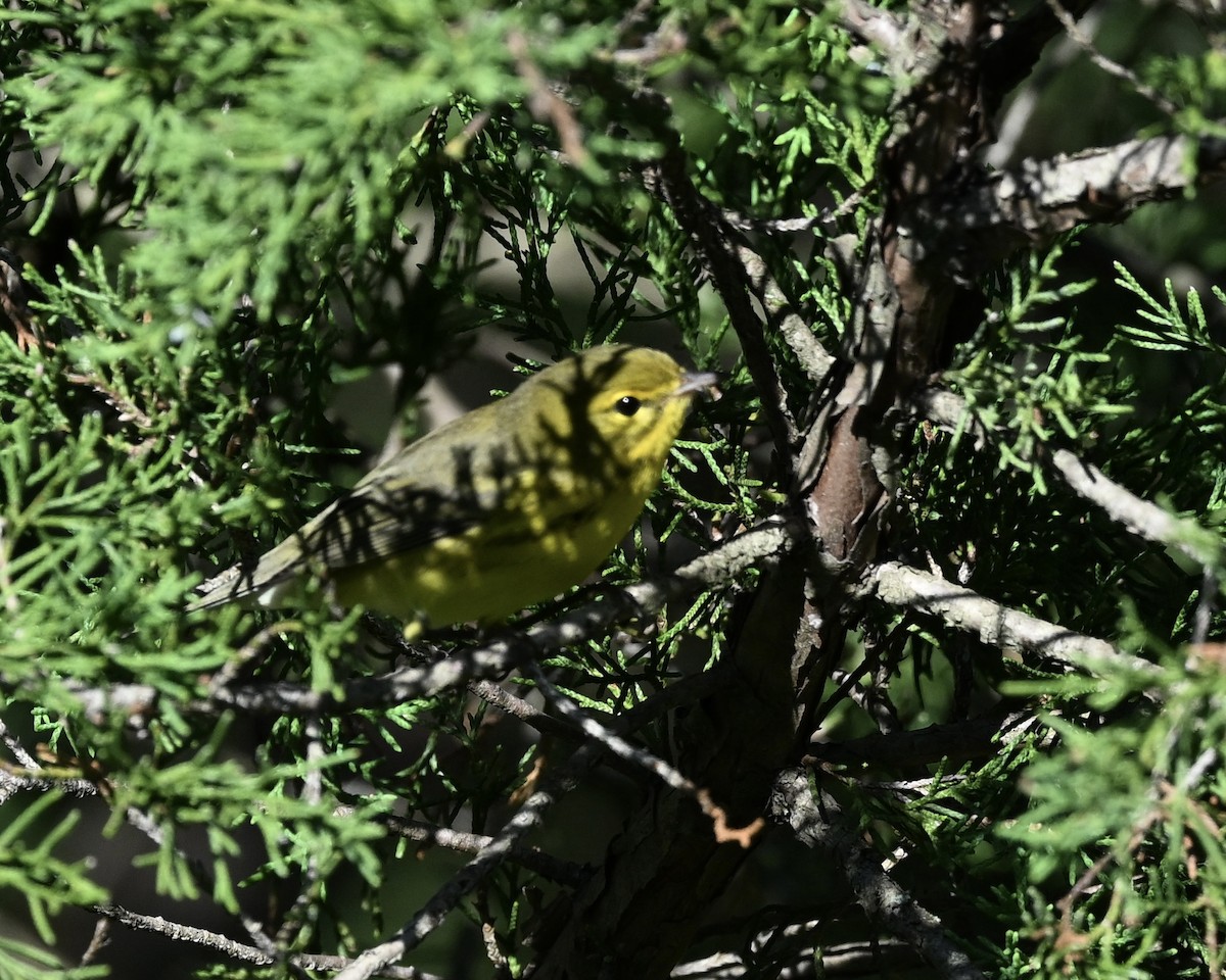 Prairie Warbler - ML623237751