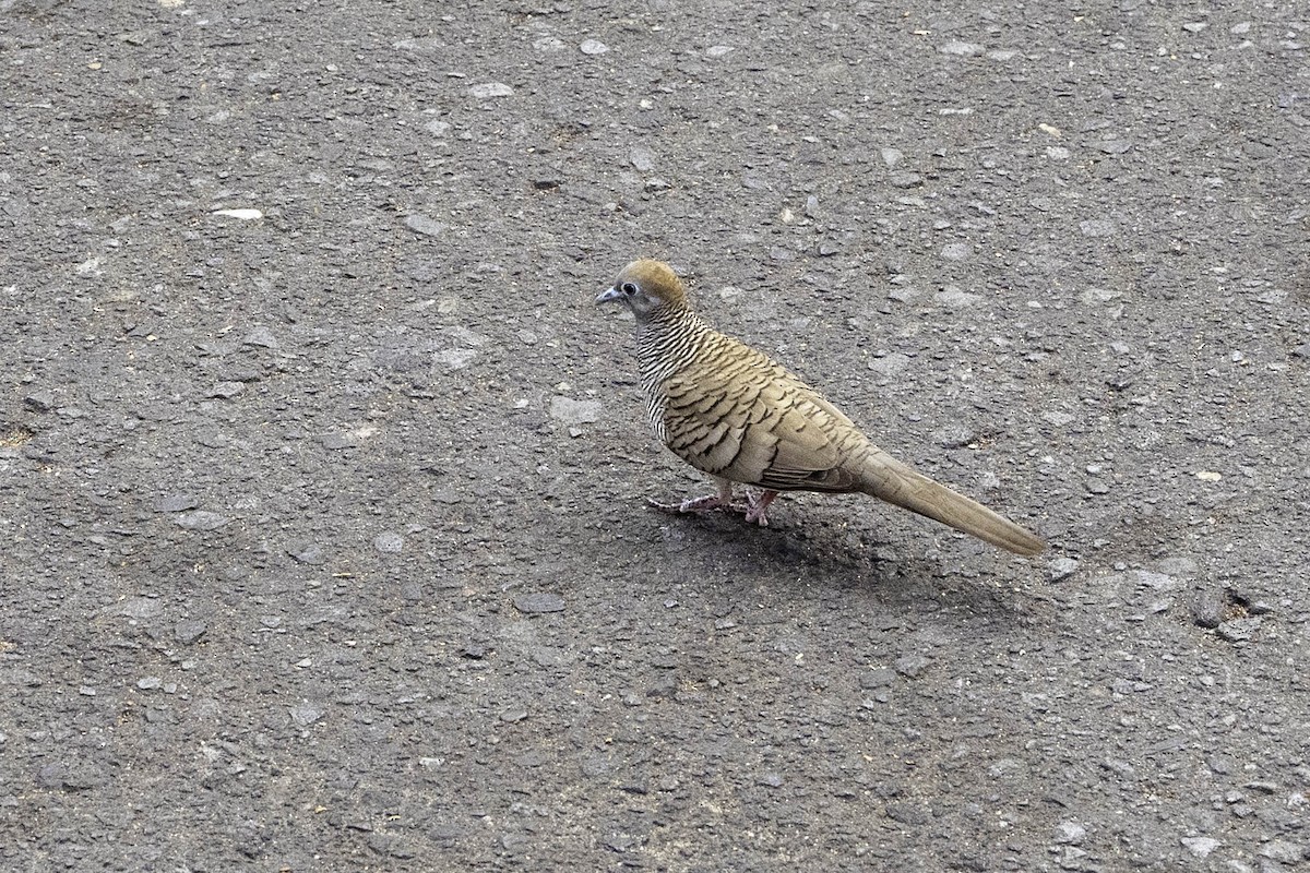 Zebra Dove - ML623237753