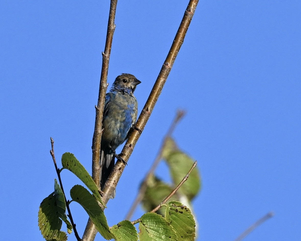 Indigo Bunting - ML623237754