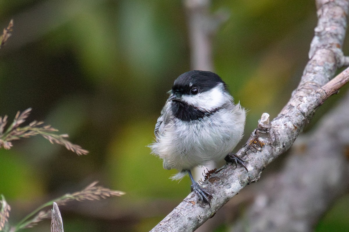 Black-capped Chickadee - ML623237773