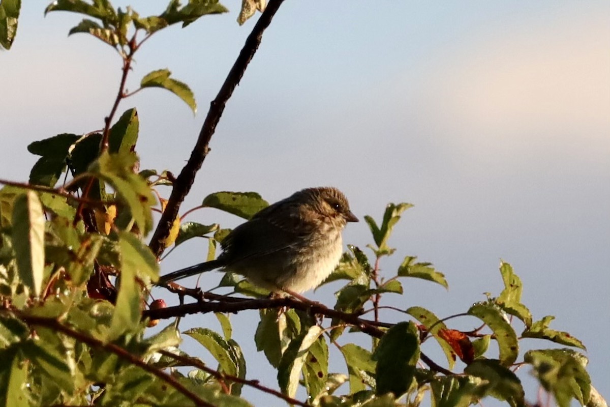 eBird Checklist - 2 Sep 2024 - Springbrook Prairie Forest Preserve - 36 ...