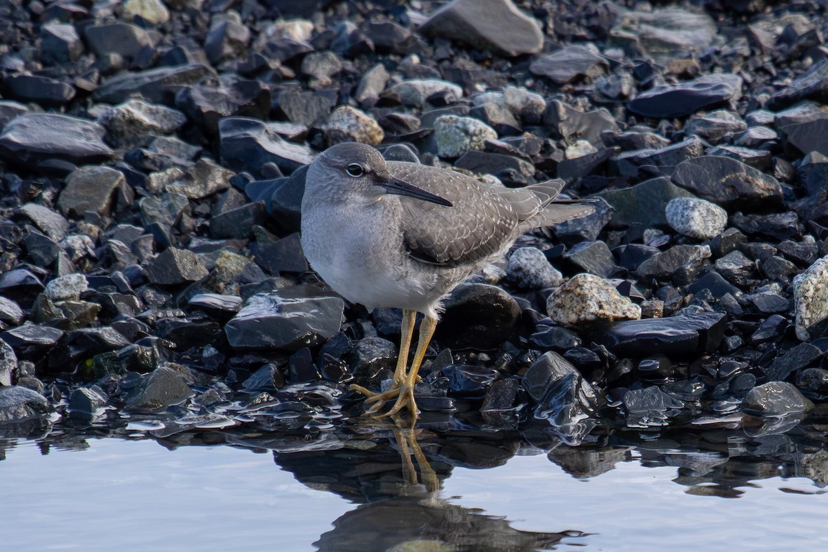 Wandering Tattler - ML623237811