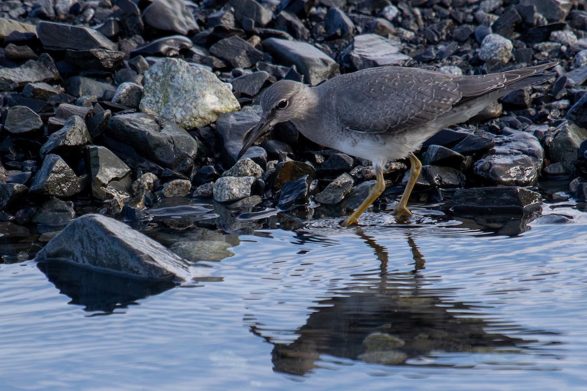 Wandering Tattler - ML623237812