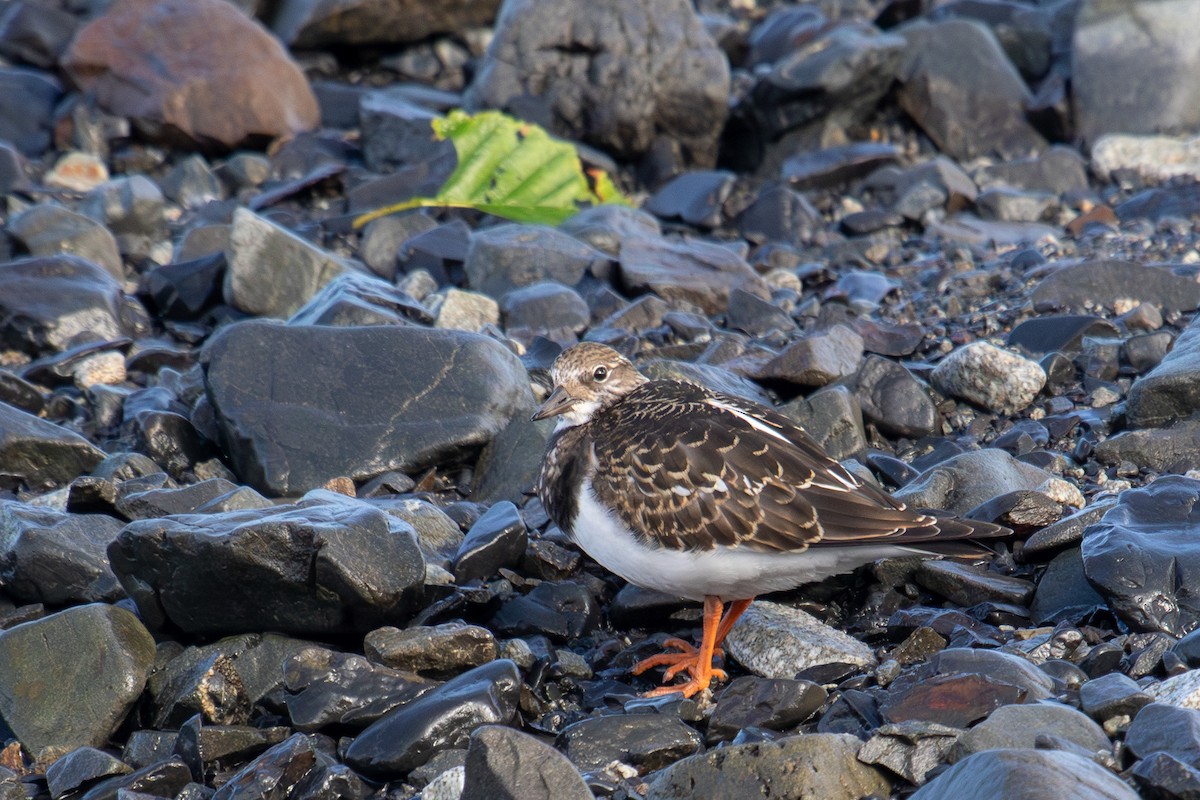 Ruddy Turnstone - ML623237912