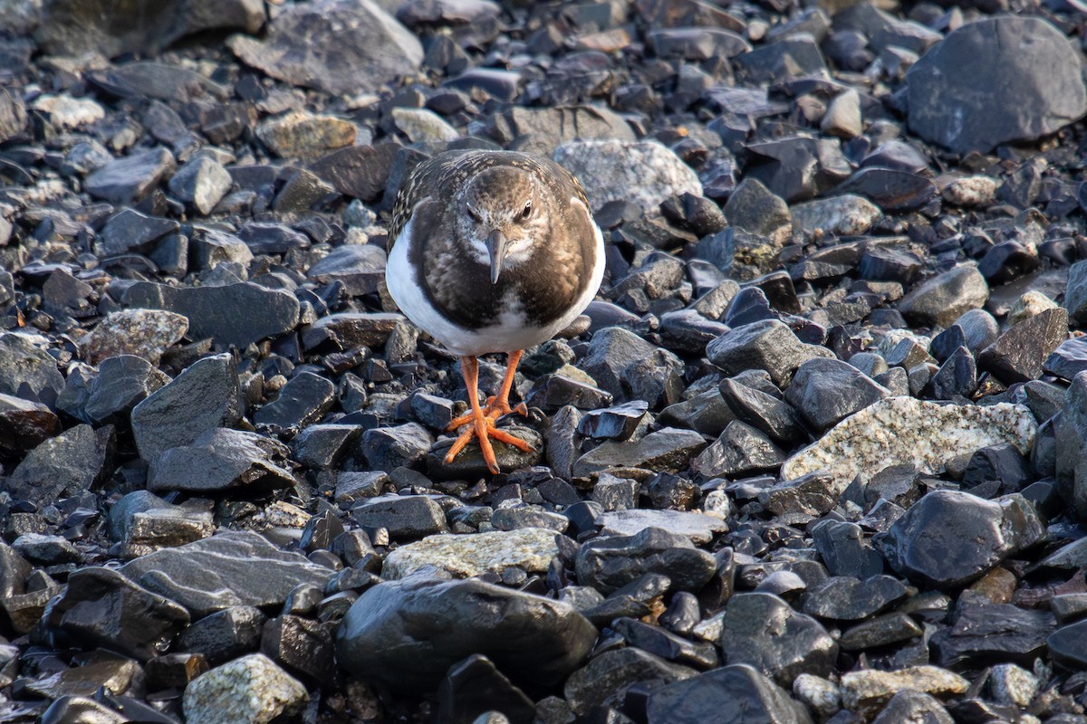 Ruddy Turnstone - ML623237914