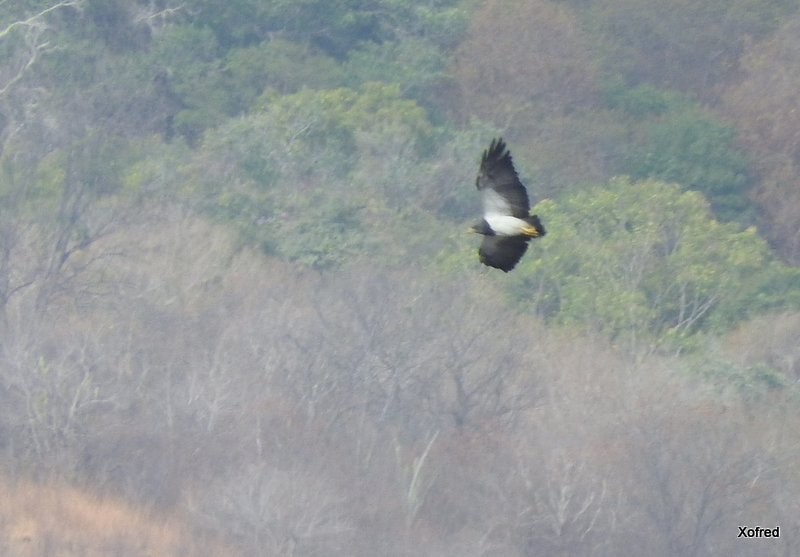 Black-chested Buzzard-Eagle - ML623237930