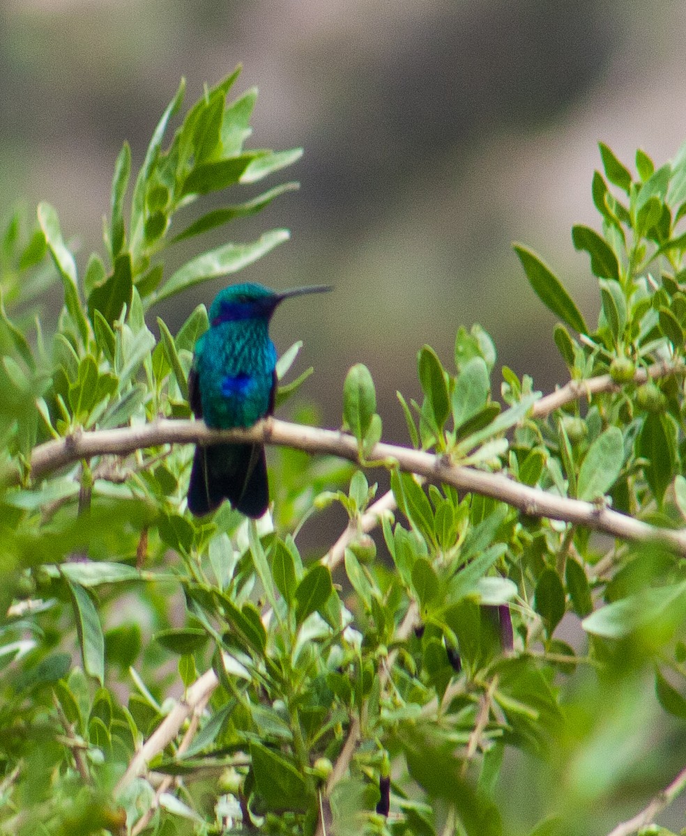 Sparkling Violetear - ML623237957