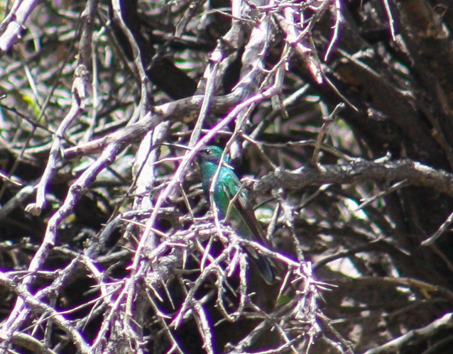 Sparkling Violetear - ML623237958