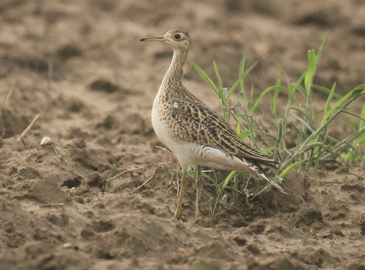 Upland Sandpiper - ML623237974