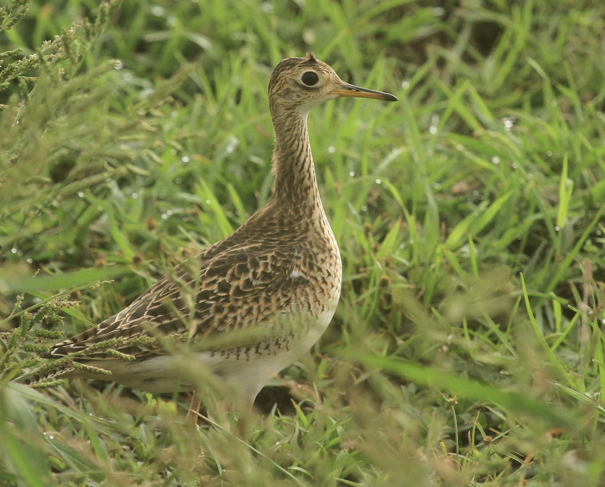 Upland Sandpiper - ML623237975