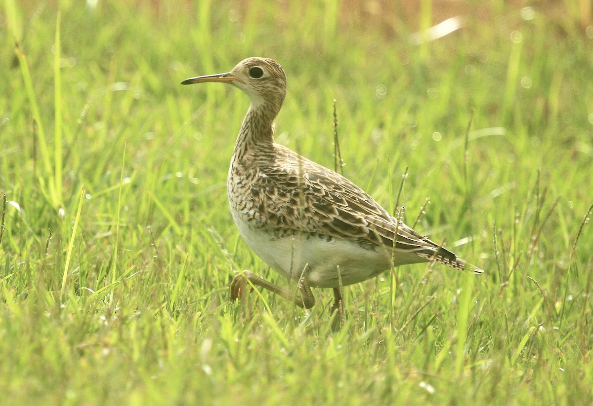 Upland Sandpiper - ML623237976