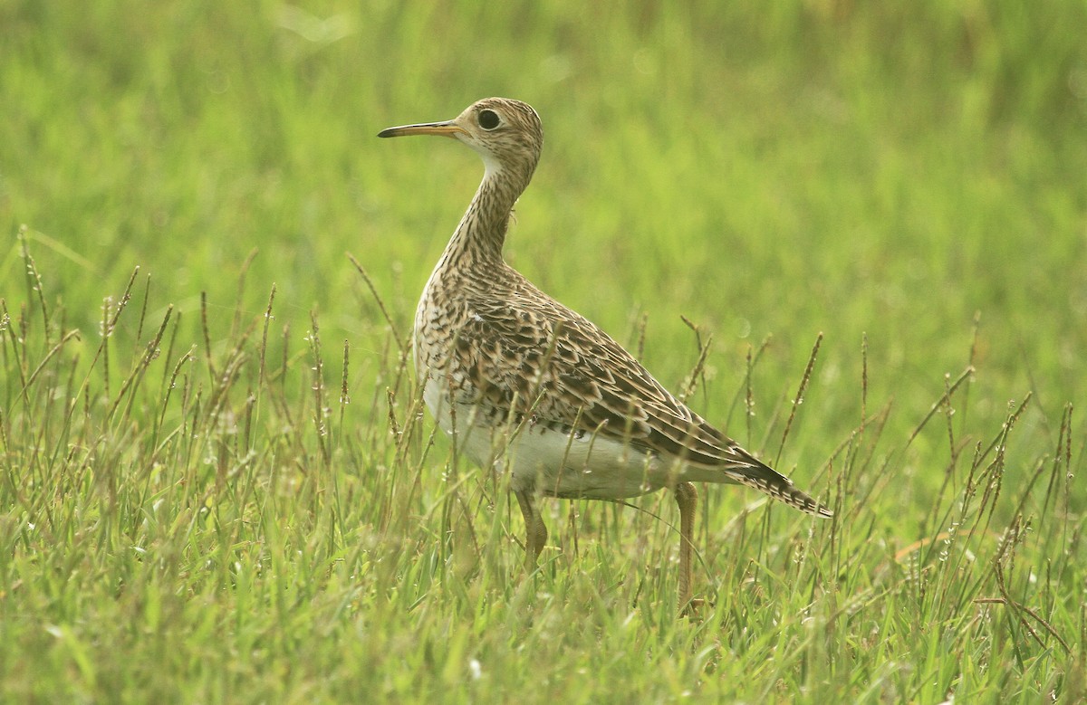 Upland Sandpiper - ML623237977