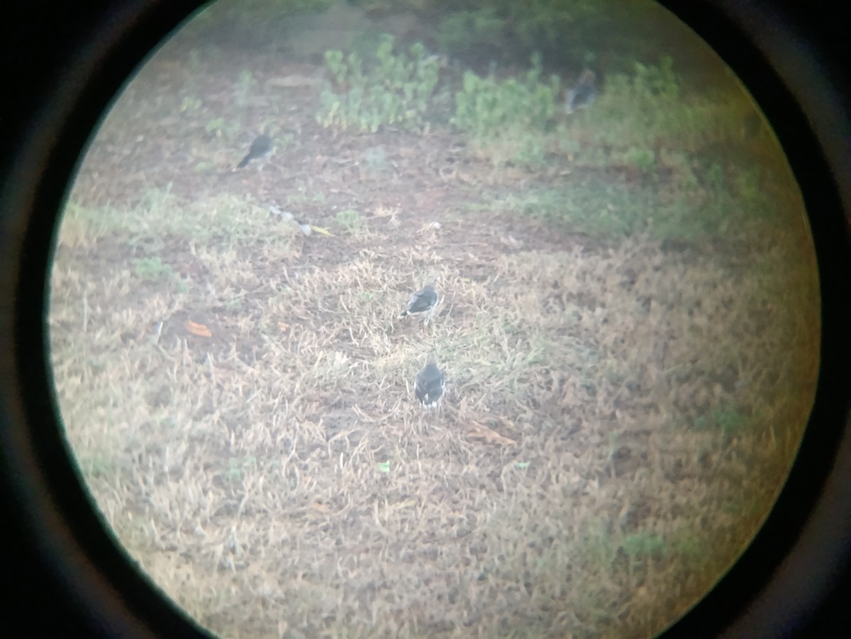 Vinous-breasted Myna - uri laor