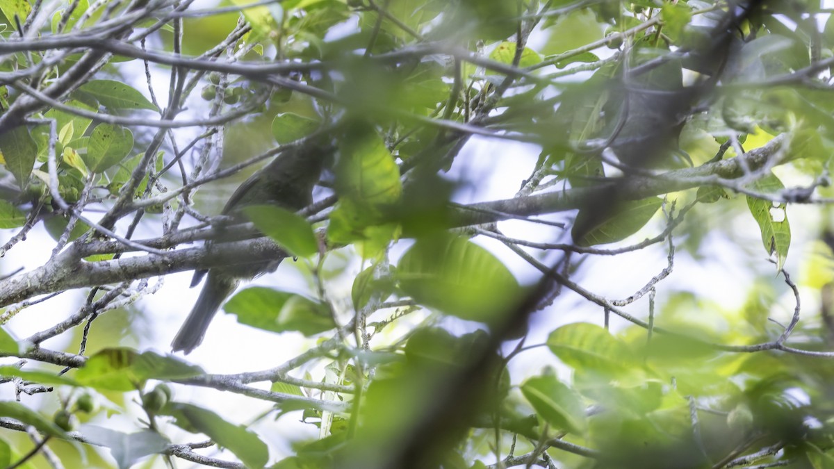 Streaked Berrypecker - ML623238006