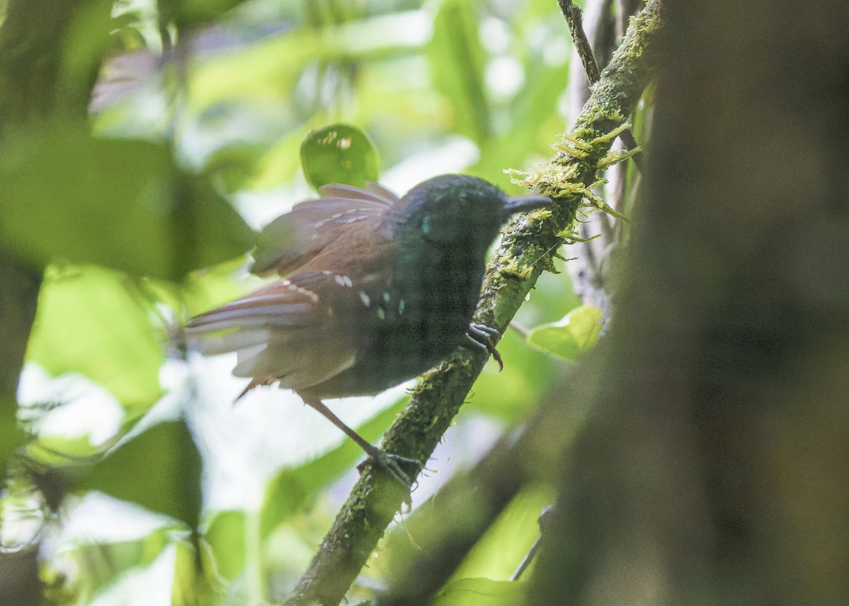 Zimmer's Antbird - ML623238031