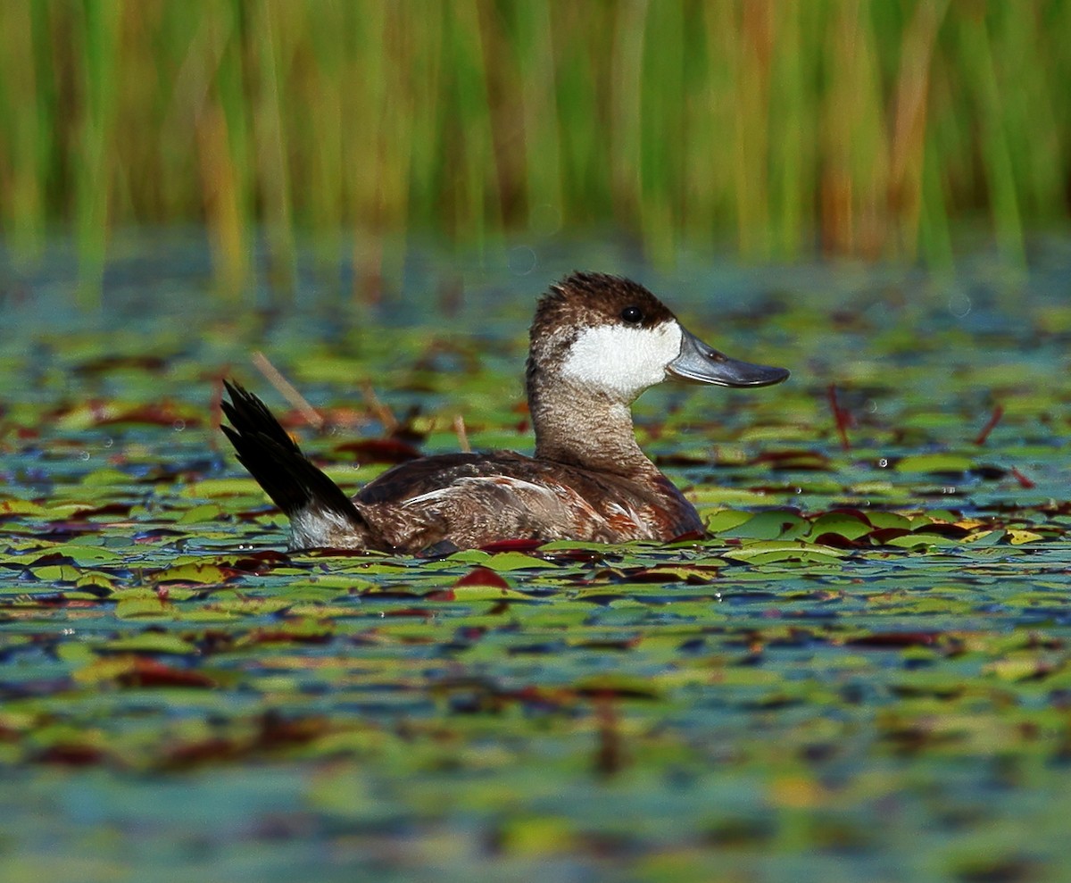 Ruddy Duck - ML623238061