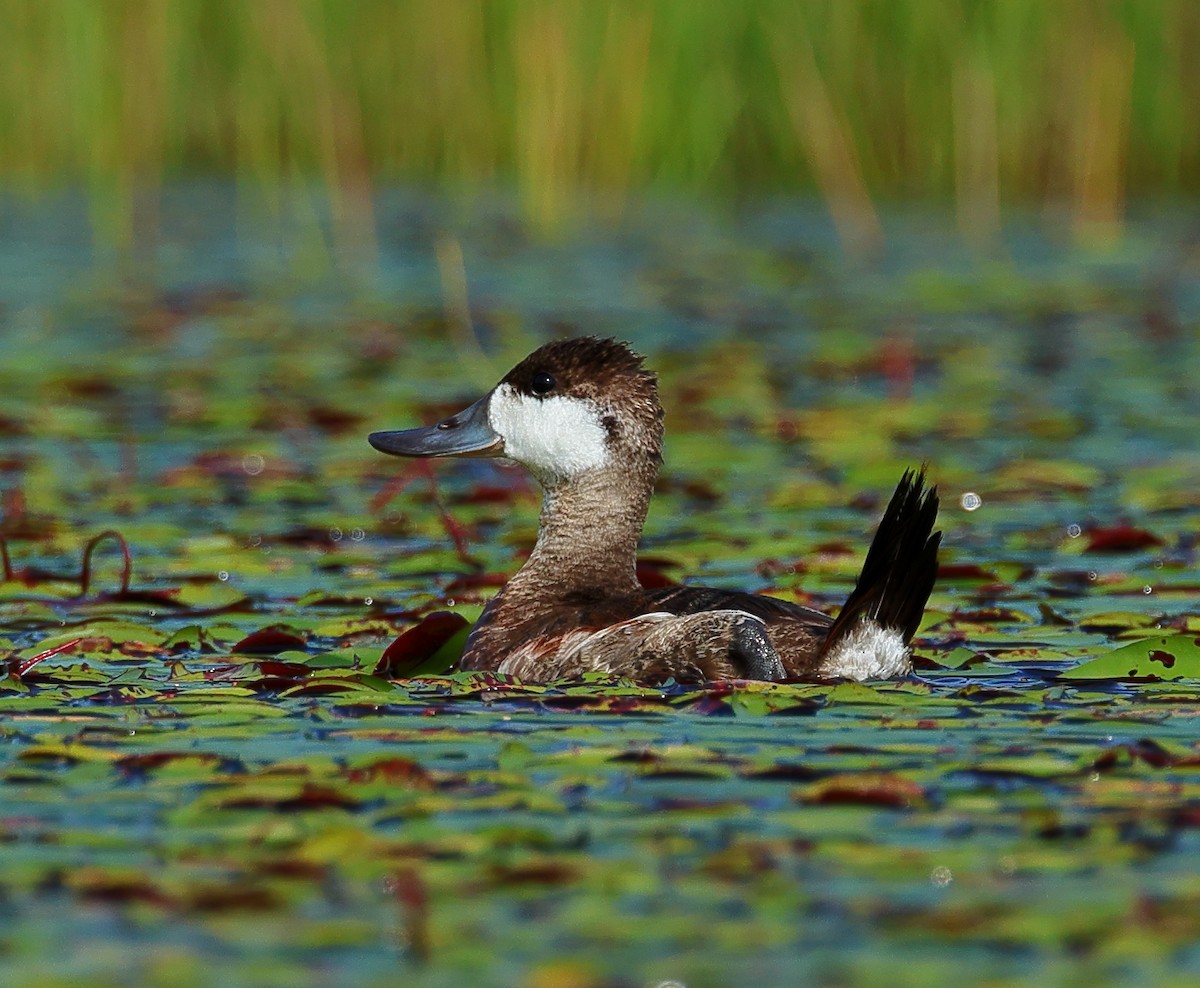 Ruddy Duck - ML623238062