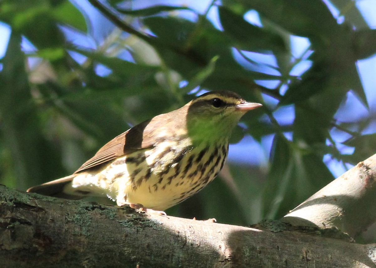 Northern Waterthrush - ML623238069