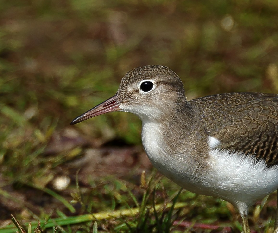 Spotted Sandpiper - ML623238072