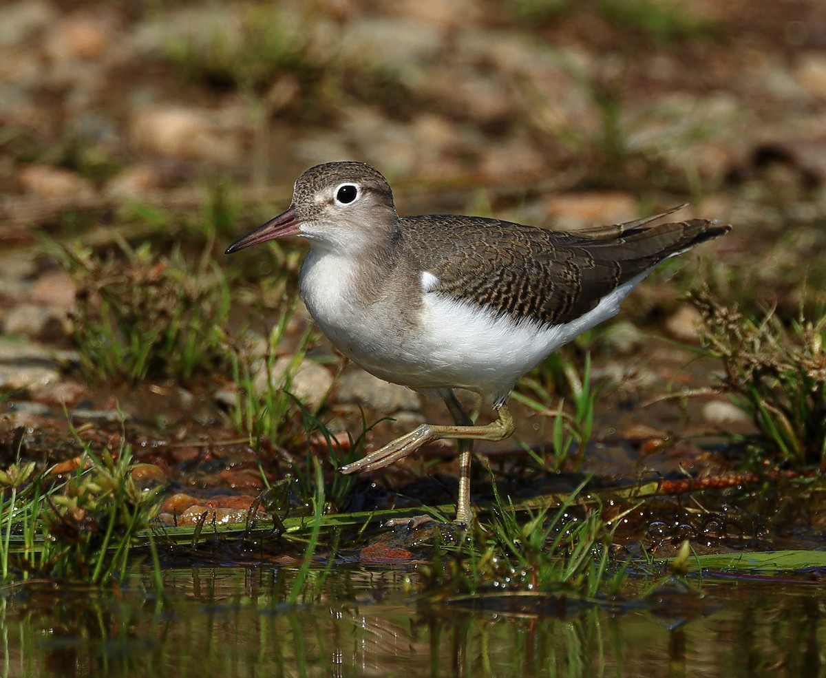 Spotted Sandpiper - ML623238073