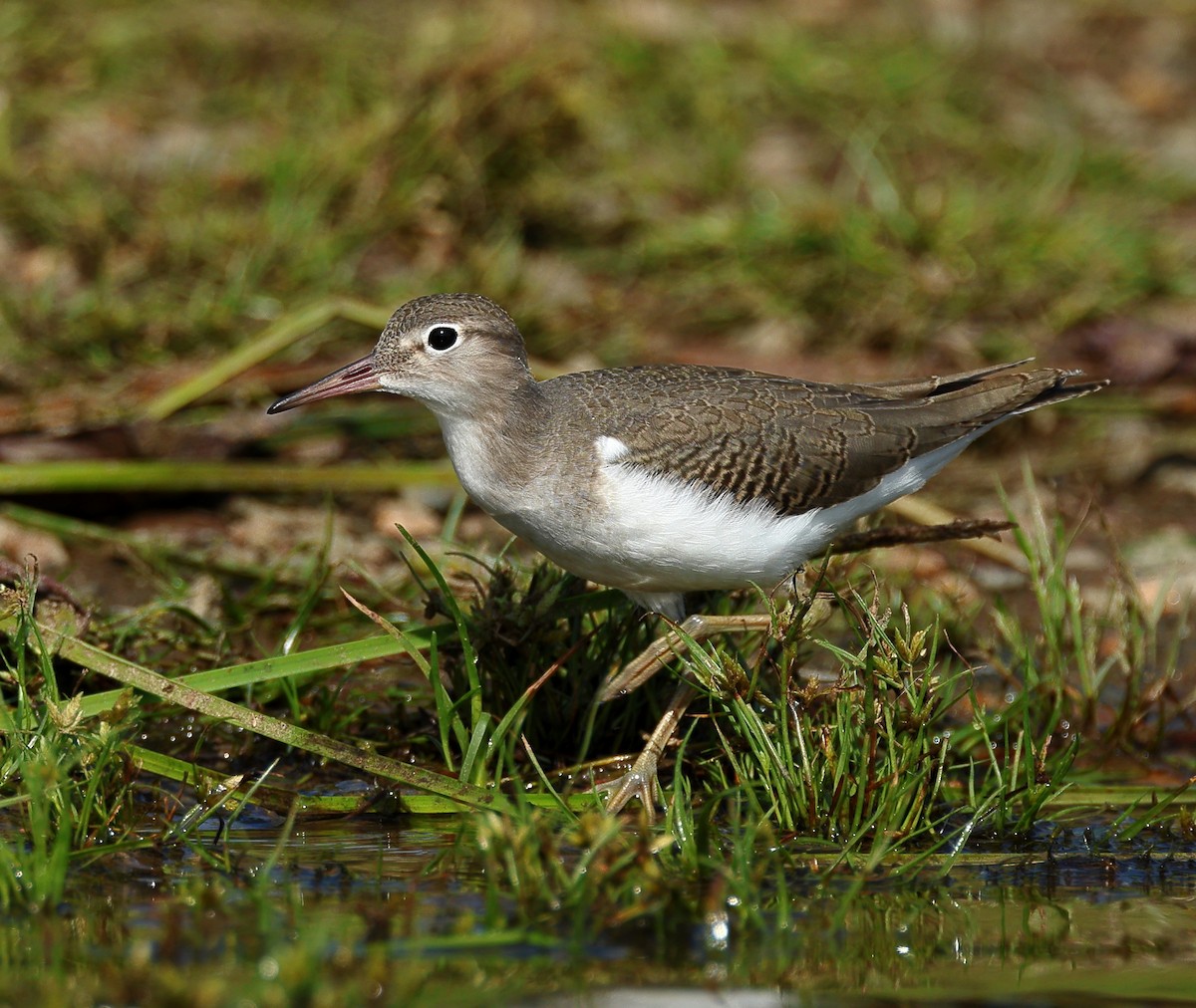 Spotted Sandpiper - ML623238074