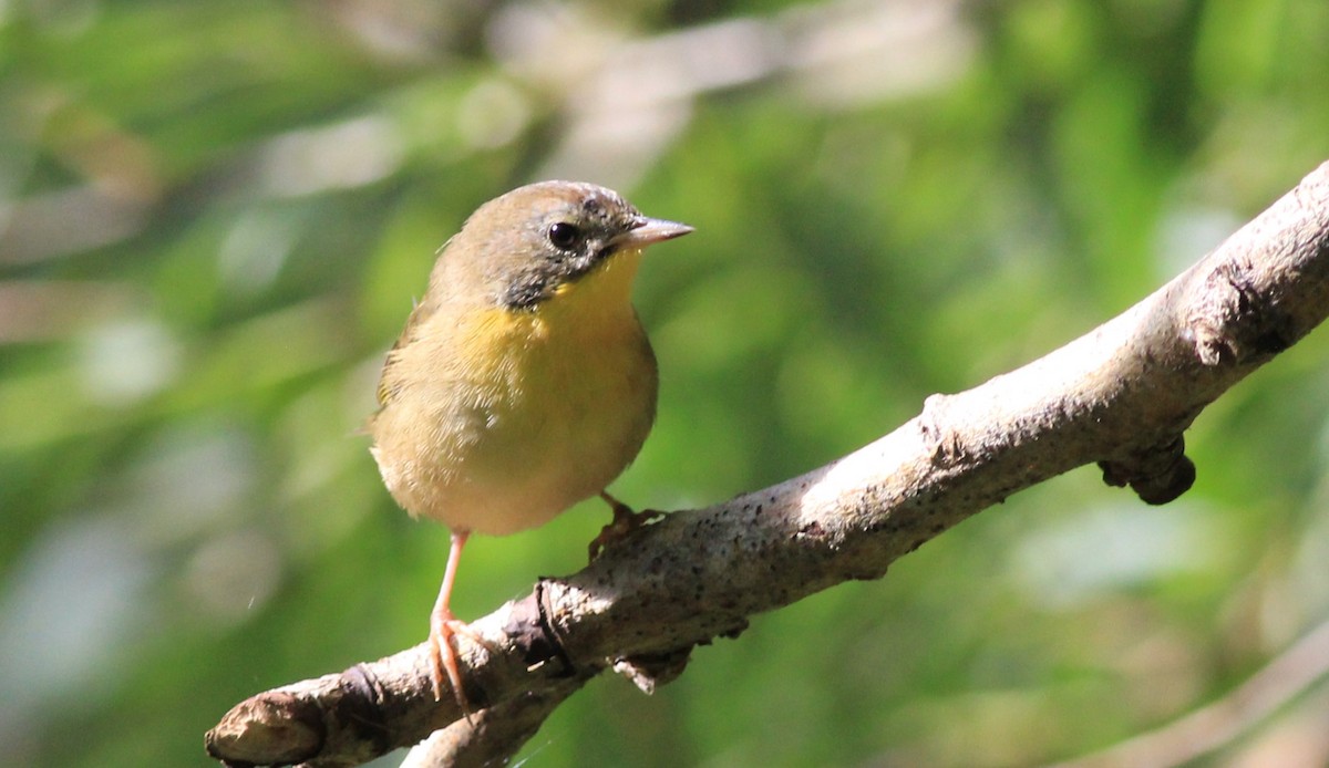 Common Yellowthroat - ML623238079