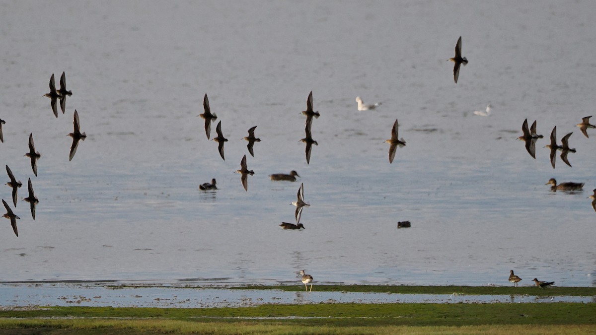 Sanderling - ML623238100