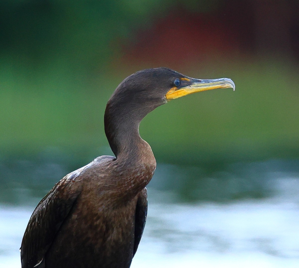 Double-crested Cormorant - ML623238102