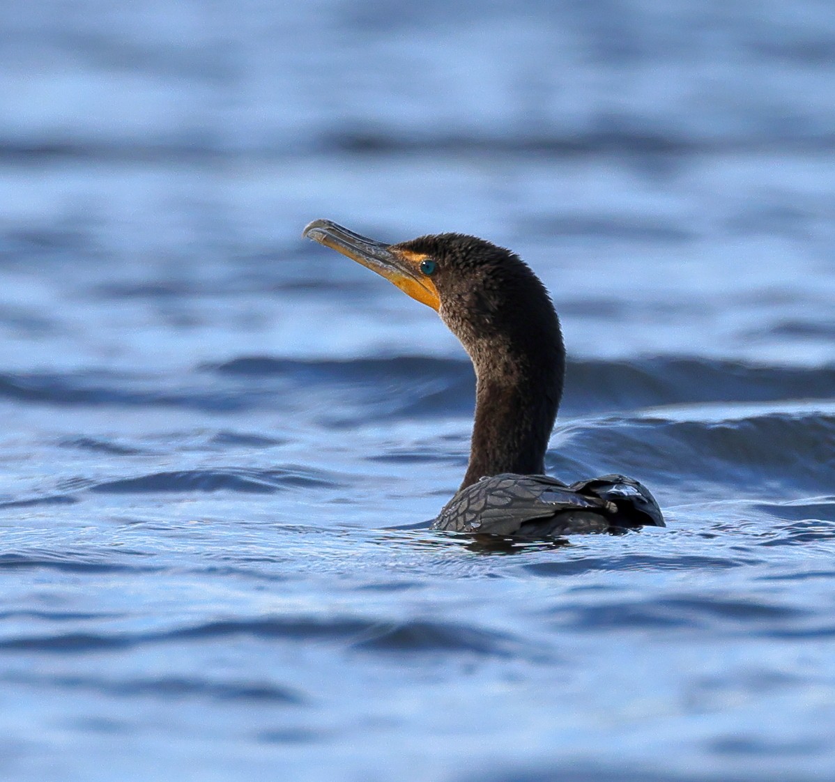 Double-crested Cormorant - ML623238103