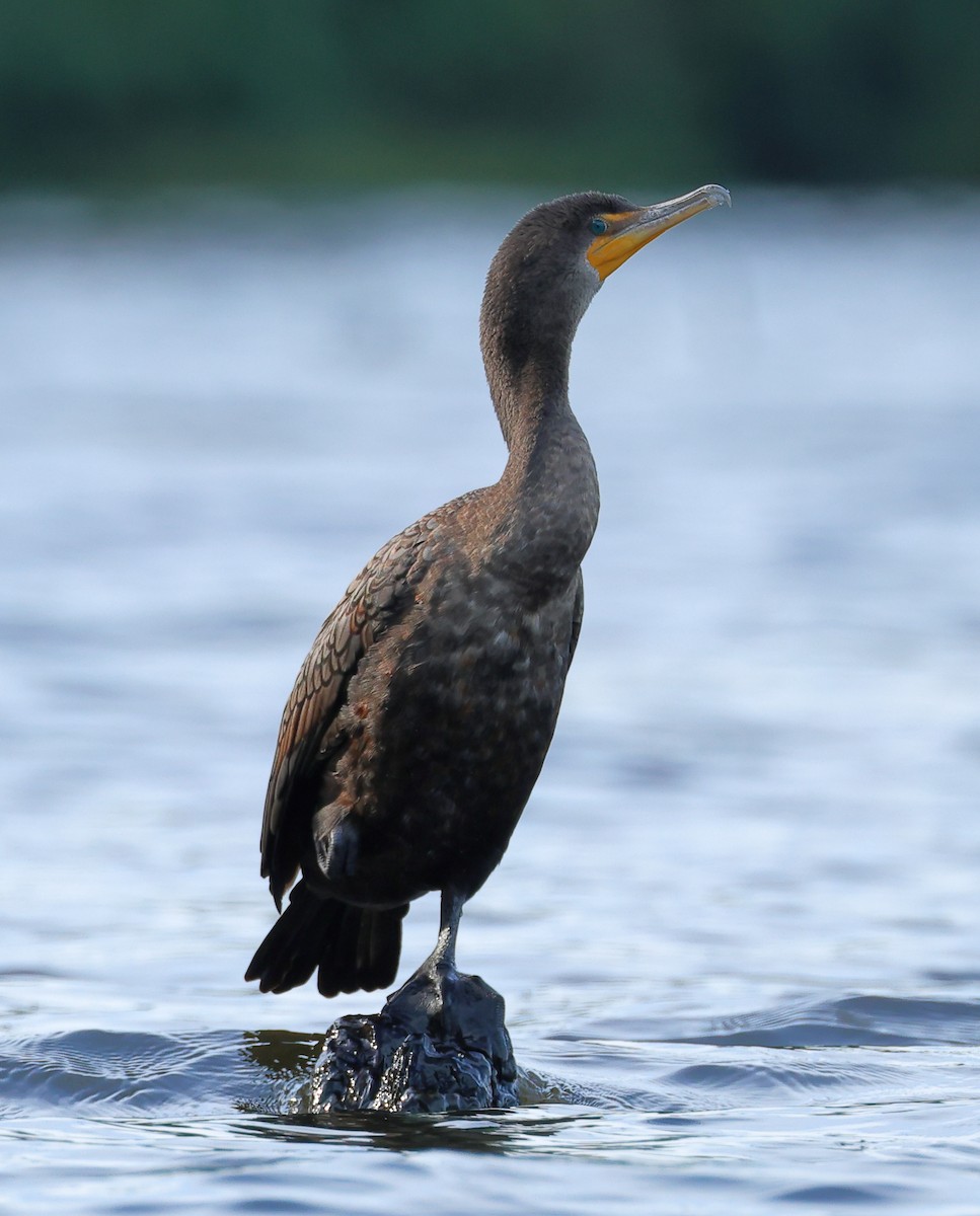 Double-crested Cormorant - ML623238104