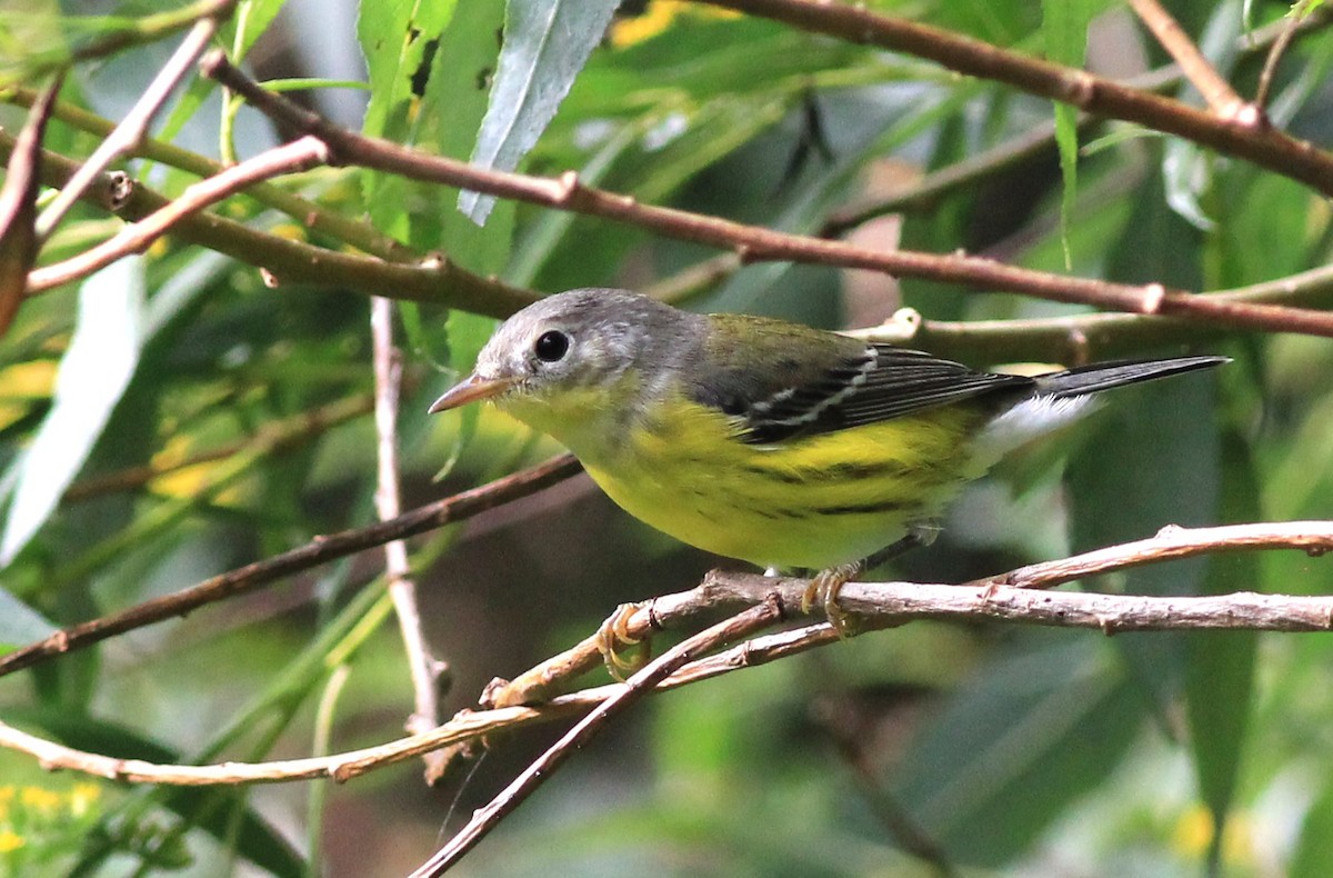 Magnolia Warbler - ML623238105