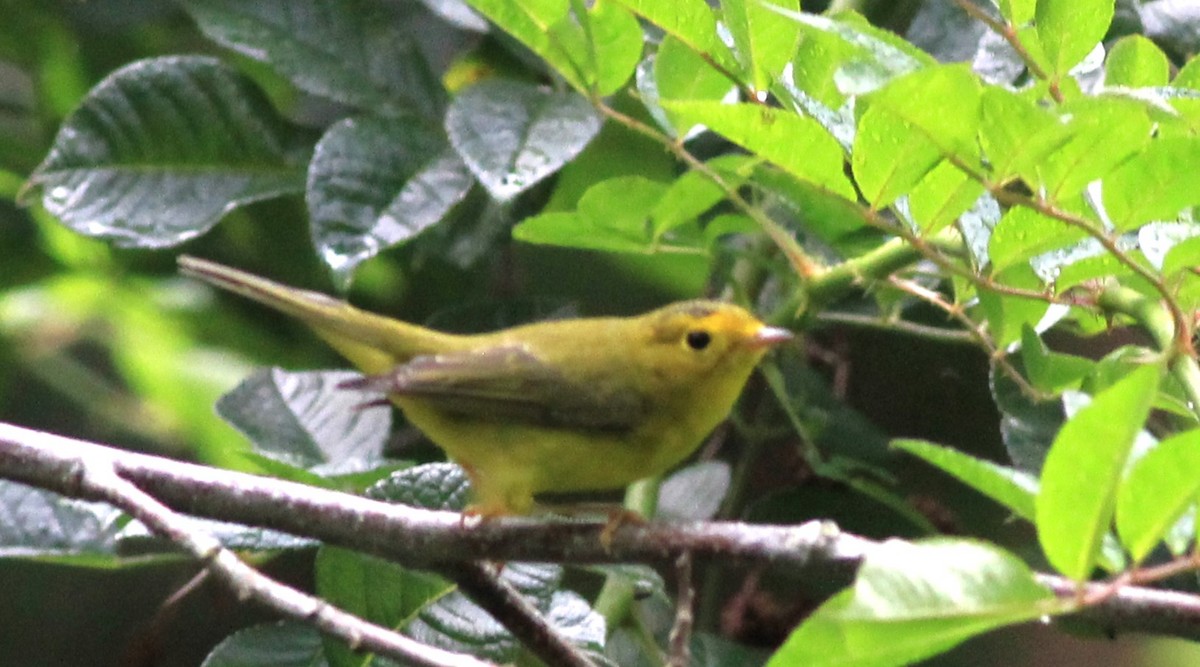 Wilson's Warbler - ML623238111