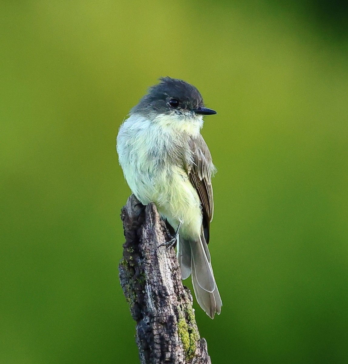 Eastern Phoebe - ML623238116