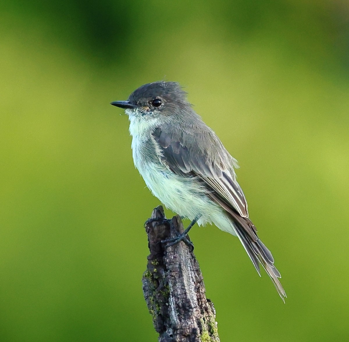 Eastern Phoebe - ML623238117