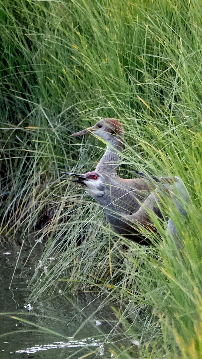 Sandhill Crane - steve b