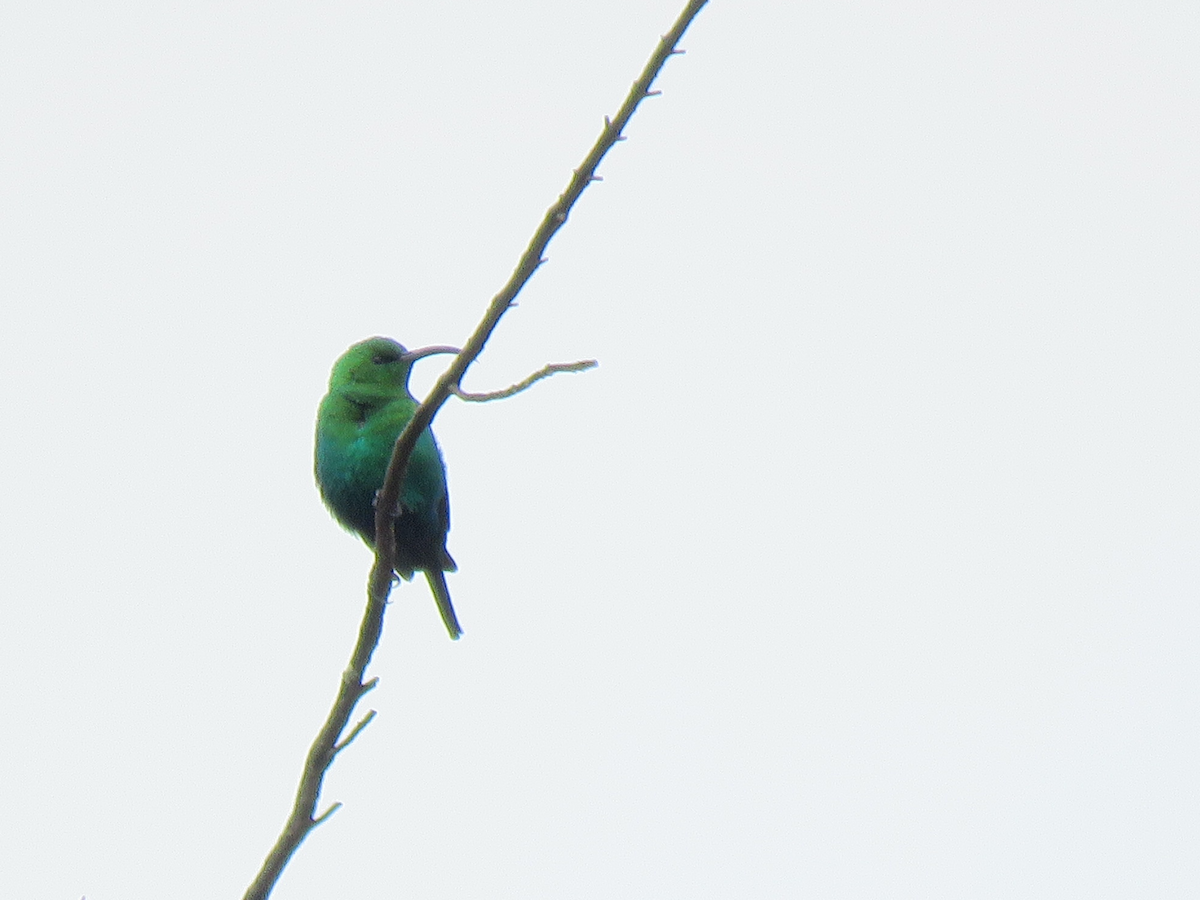 Malachite Sunbird - Beniamino Tuliozi