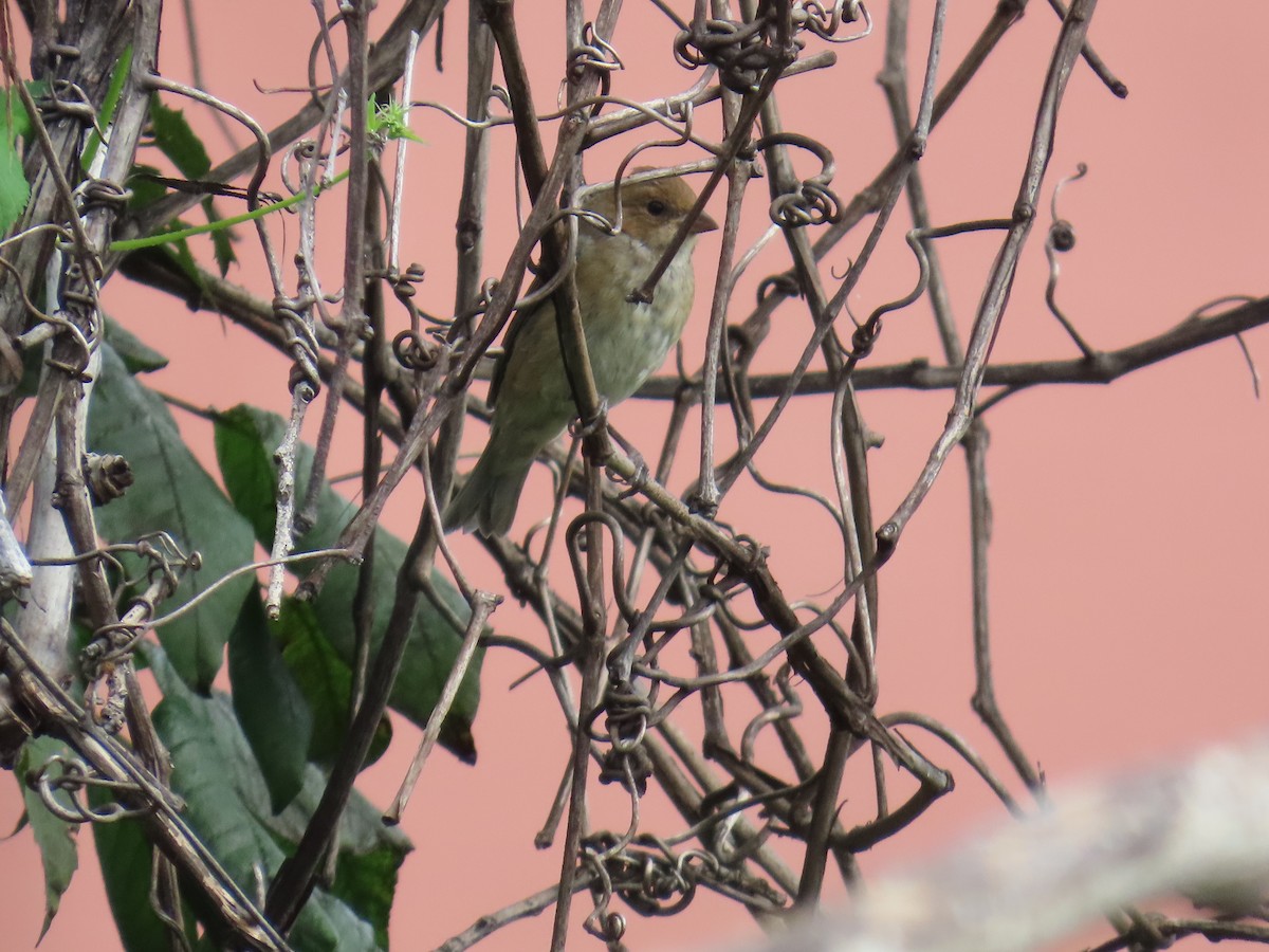 Indigo Bunting - ML623238280