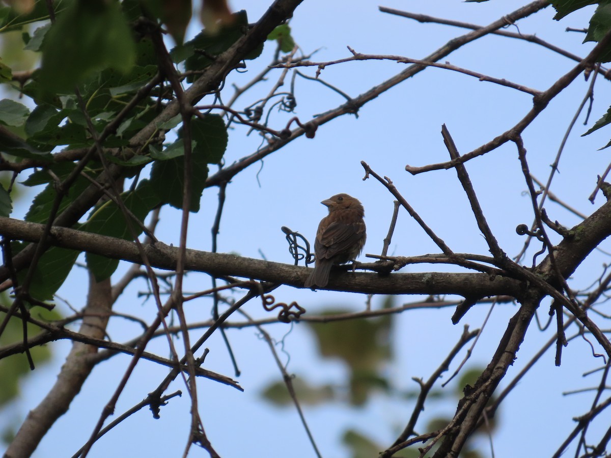 Indigo Bunting - ML623238283