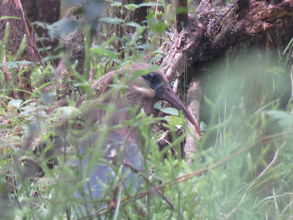 ibis olivový - ML623238337