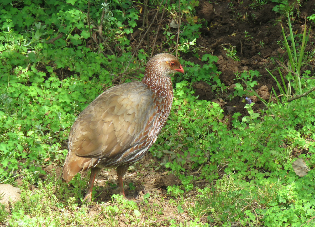 Jackson's Spurfowl - ML623238366